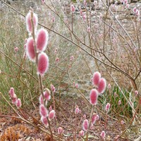 Salix gracilistyla 'Mount Aso'